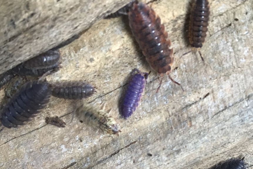 A purple slater bug with several brown ones.