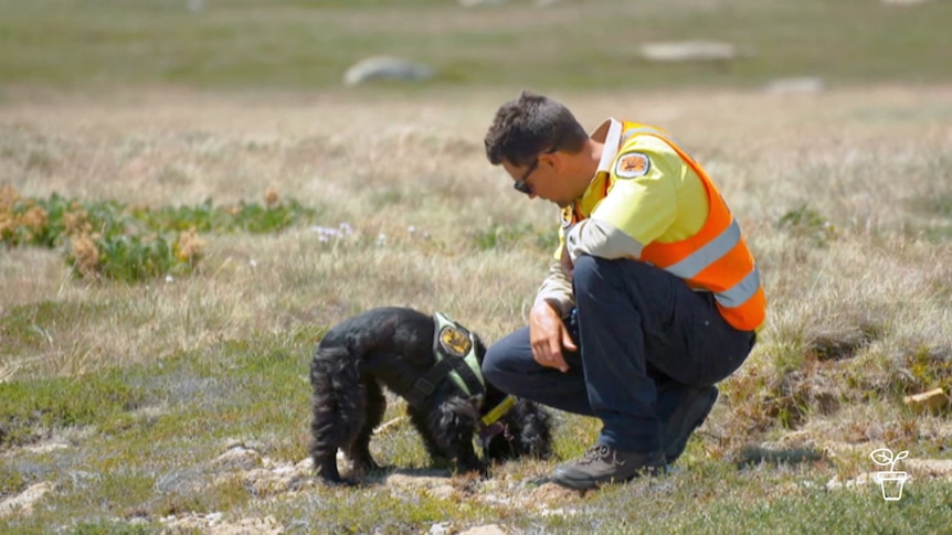 Man in high-viz vest kneeling in field with dog wearing vest with logo