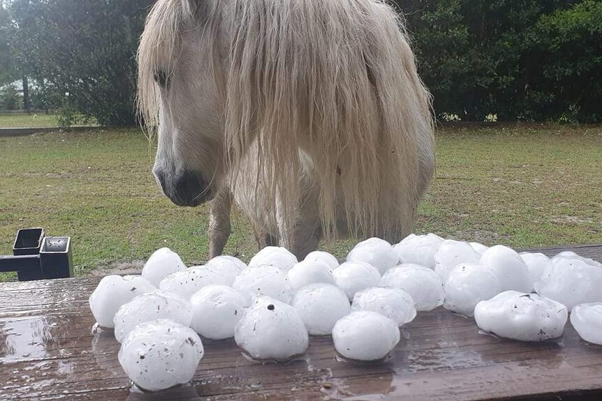 A white horse looks at hail stones on a property.
