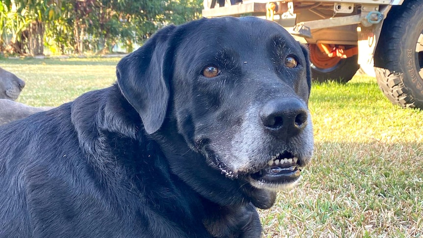 A large black labrador lays on the grass