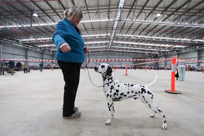 Supreme Champion, two-year-old Dalmatian, Balle with his owner Jenni O'Connor.