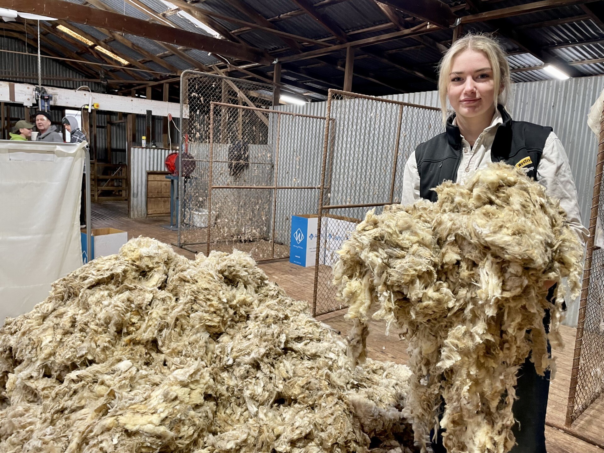It's hard, physical work but meet the young generation of shearers and