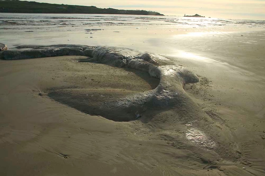 A decomposing whale on the west coast of Tasmania