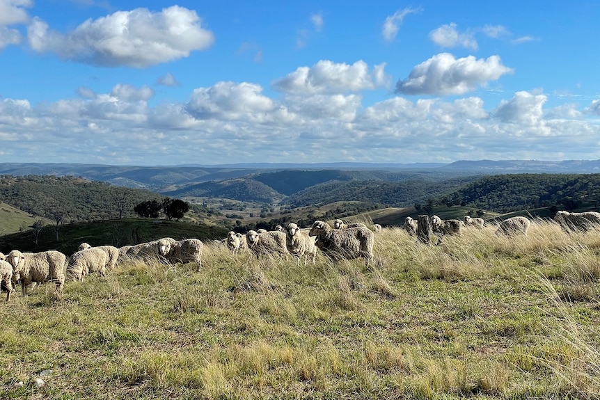 A group of sheep stand on the top of a hill, with a cleared valley and forested hills in the background, and fluffy white clouds