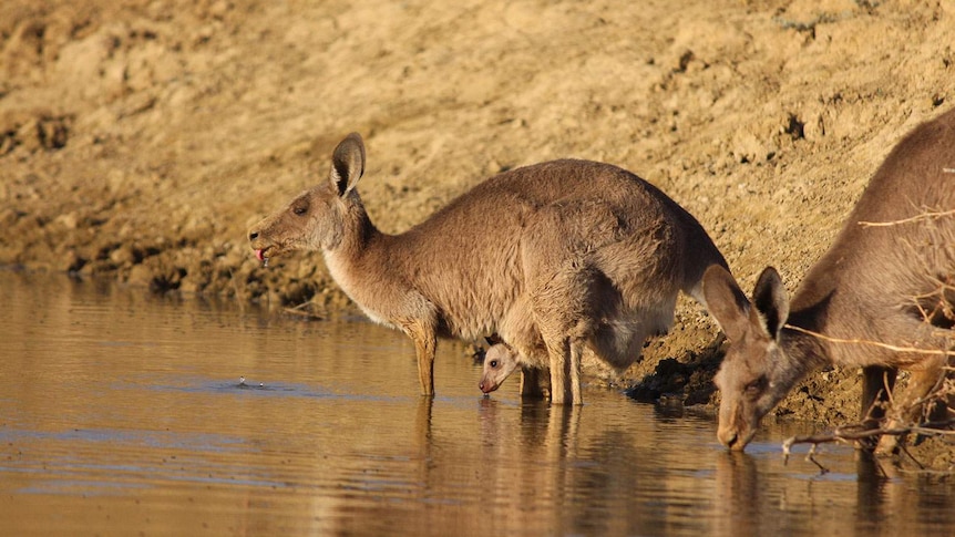 Kangaroo and joey take drink of water from dam near Longreach in central-west Queensland in November 2014.