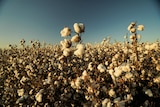 Cotton field with blue sky