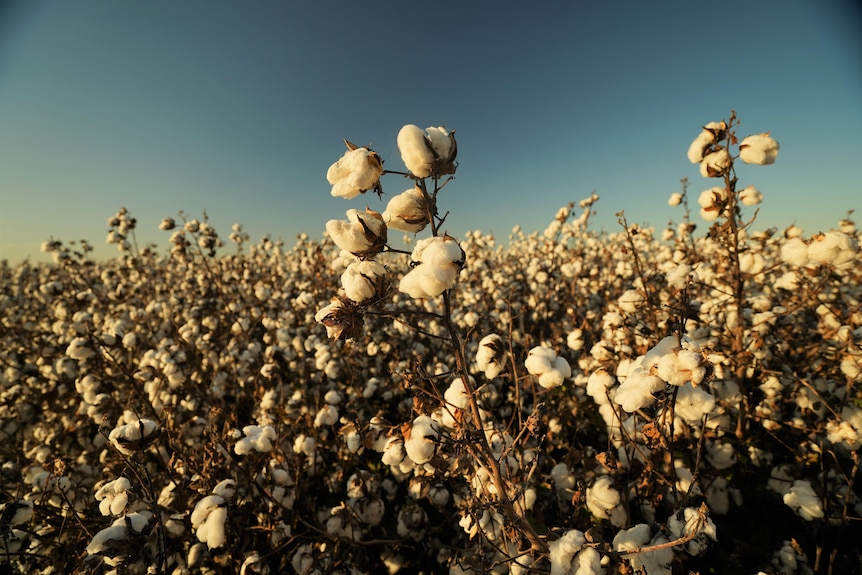 Cotton field with blue sky