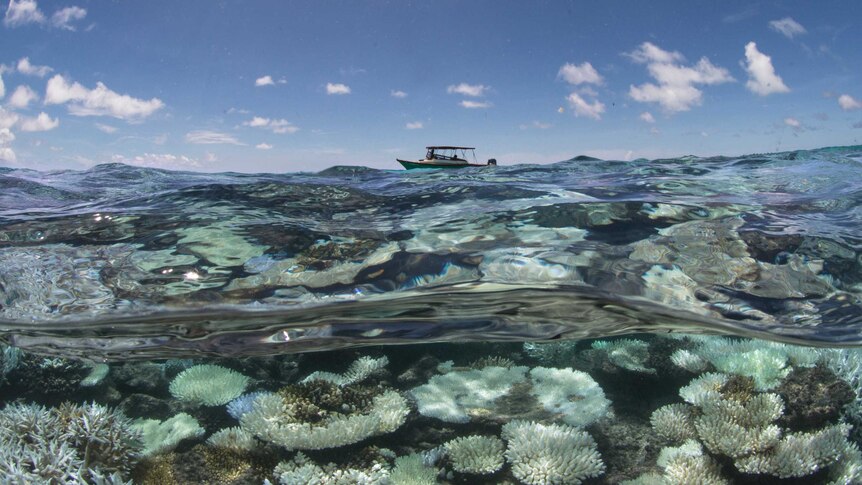 Corals bleached white are shown underwater in the Maldives, with a boat on the surface, taken in May 2016.
