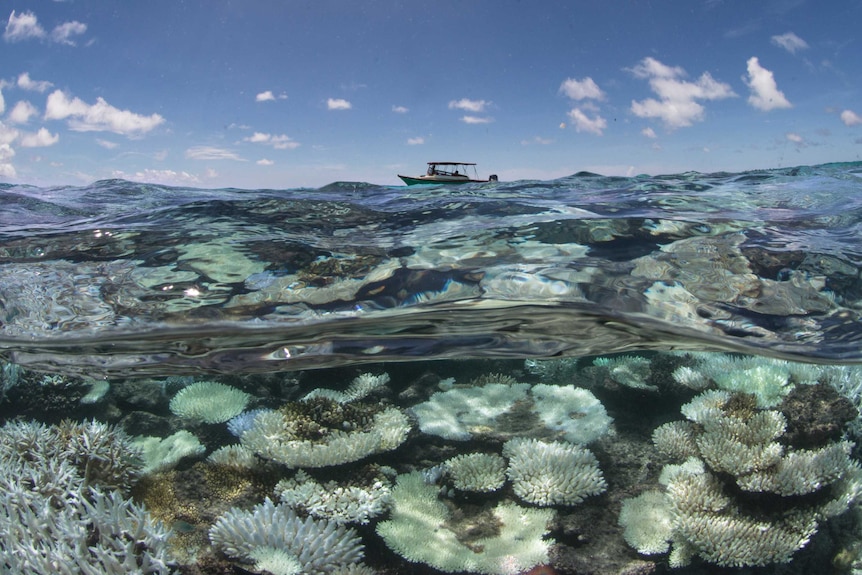 Corals bleached white are shown underwater in the Maldives, with a boat on the surface, taken in May 2016.