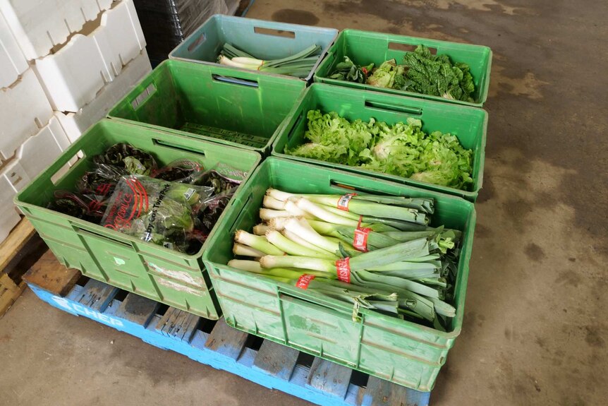 Packed vegetables, ready to leave the packing house.