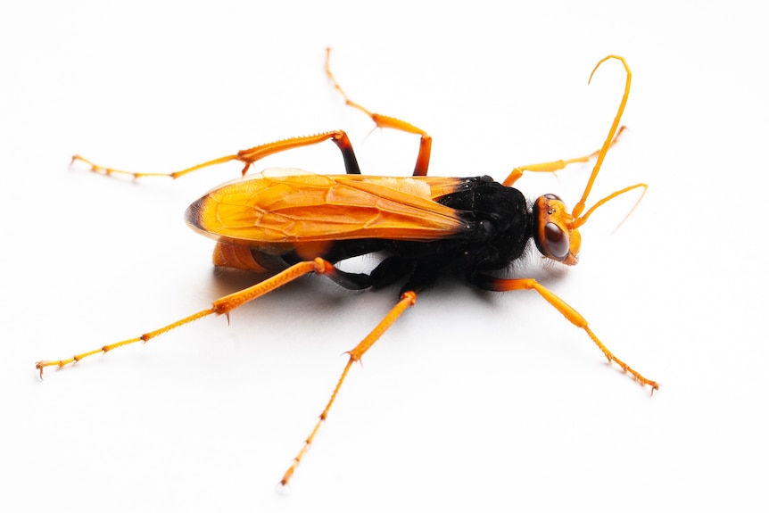 A large scary looking orange and black wasp