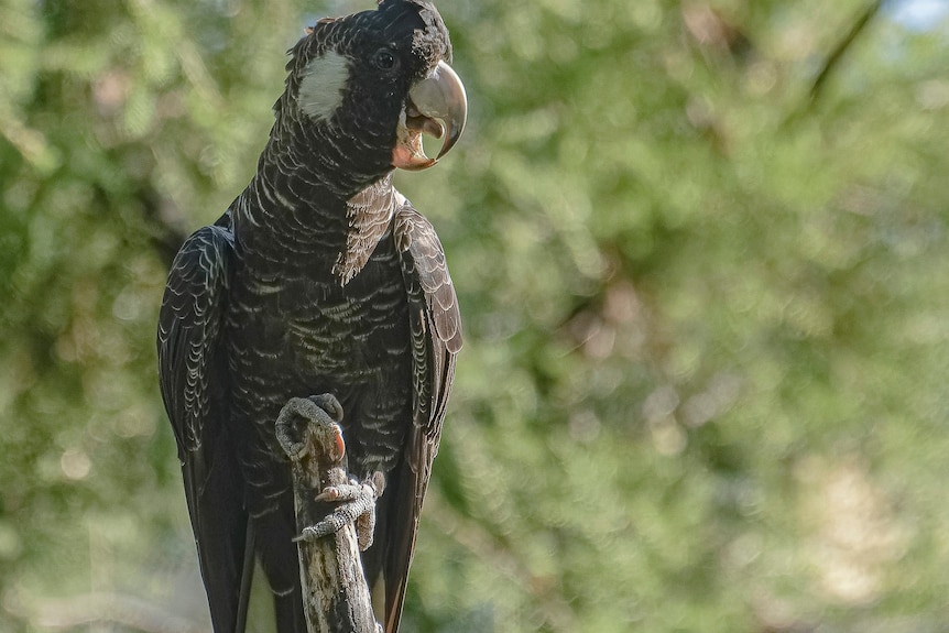 Black cockatoo with a white cheek.