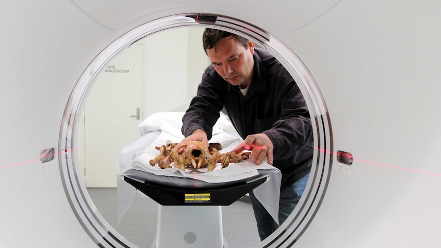 The bones of a 50,000-year-old lion go through Naracoorte Hospital's CT-scanner.