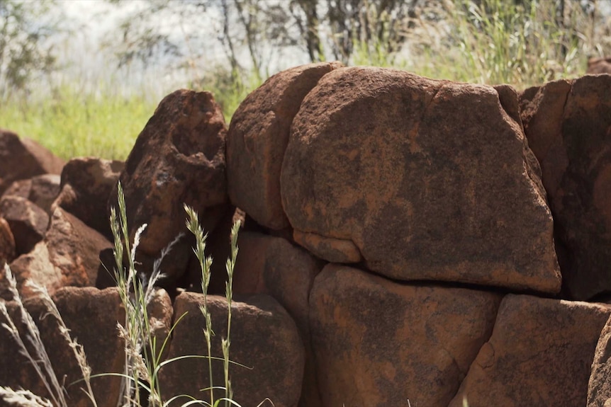 An ancient rock carving on a site in the Spear Valley shows a turtle carved into a rock