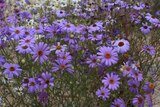 Purple daisies growing at the National Botanic Gardens