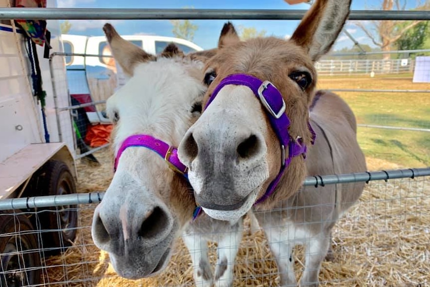 Curious donkeys