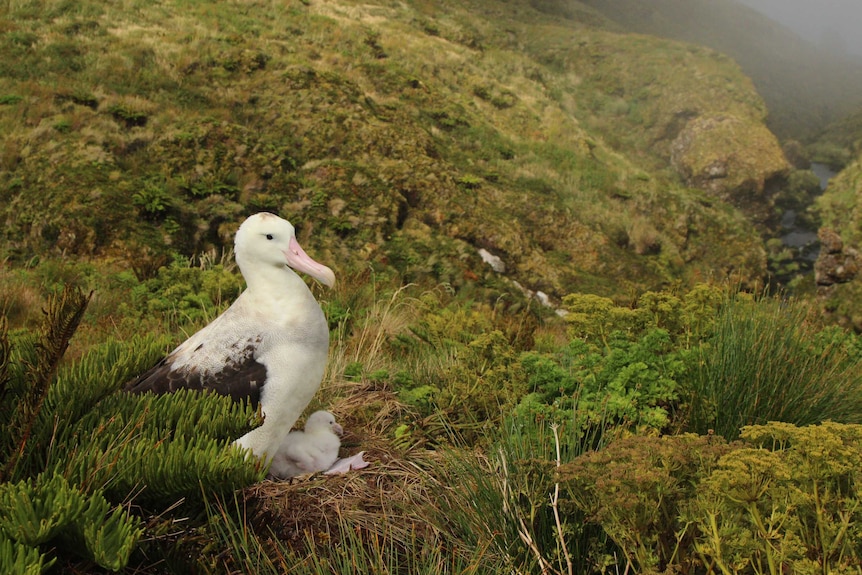 A adult albatross and its chick sit in a nest in a lush and misty valley.