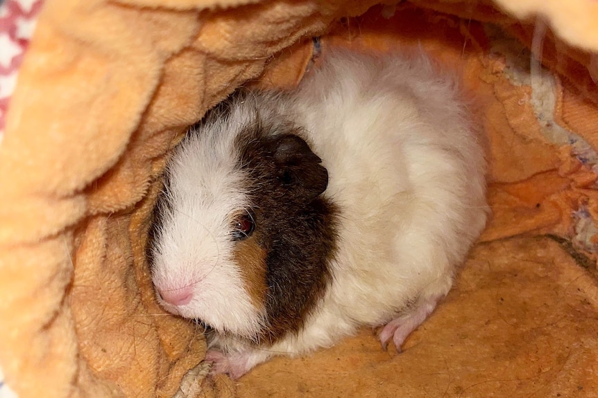 A rescued guinea pig in an orange bed