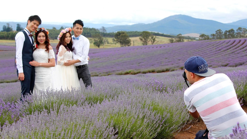 Visiting newly weds have their photographs taken in the Lavender fields in north east Tasmania