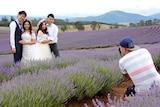 Visiting newly weds have their photographs taken in the Lavender fields in north east Tasmania