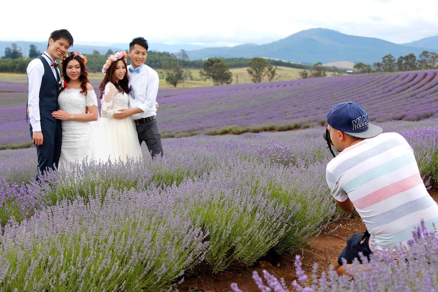 Visiting newly weds have their photographs taken in the Lavender fields in north east Tasmania