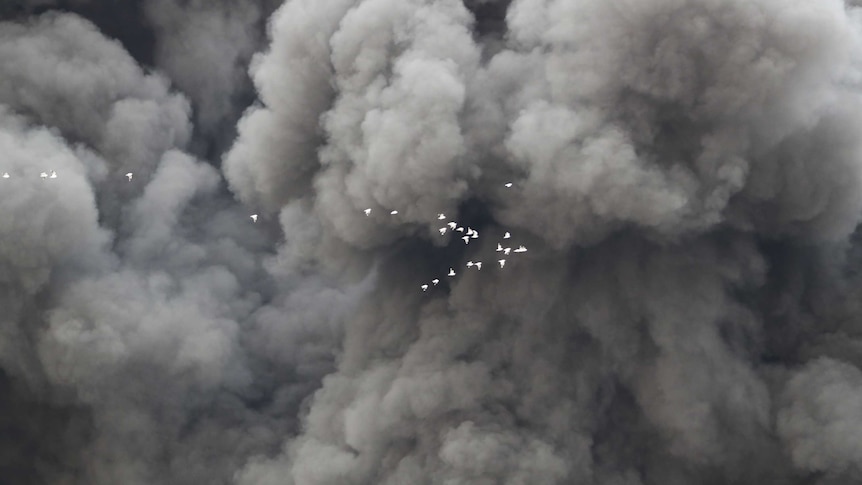 A flock of birds flies in front of a huge smoke plume