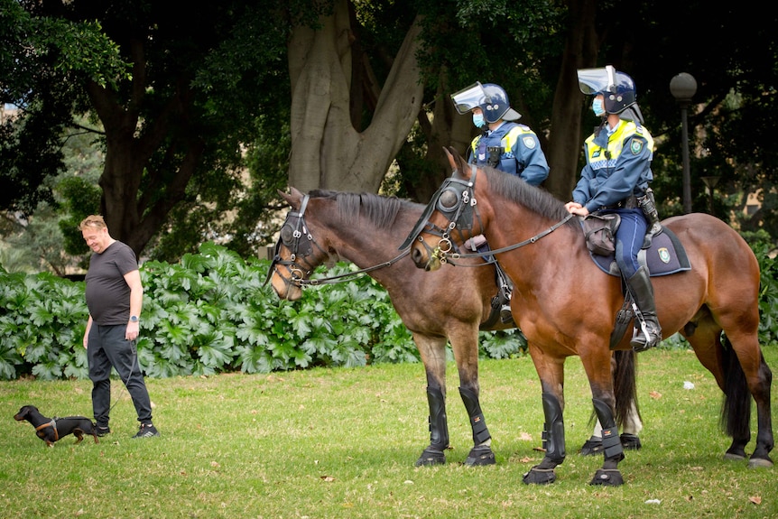 Police horses