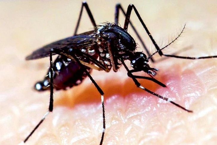 A mosquito feasts on the blood of a human being.
