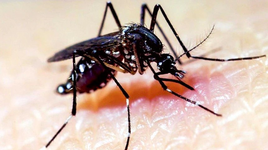 A mosquito feasts on the blood of a human being.