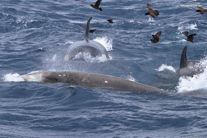 Killer whales in the ocean with birds above.