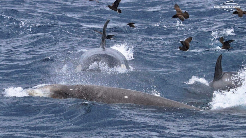 Killer whales swarm towards their doomed prey, a beaked whale, on the surface of a rough sea.