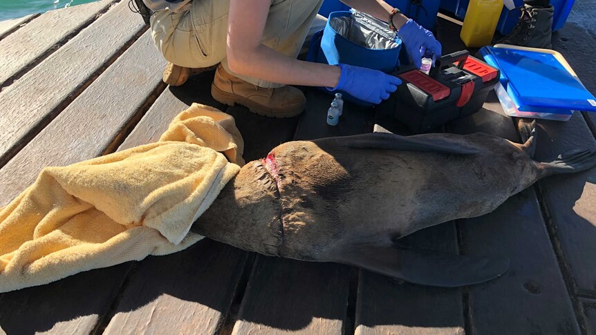 Veterinarian works on a seal that has fishing line around its neck.