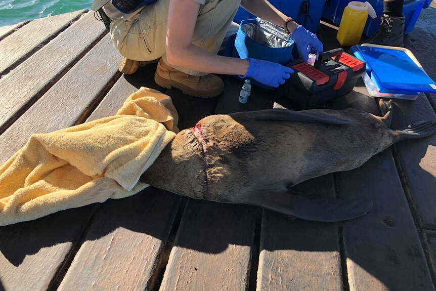 Veterinarian works on a seal that has fishing line around its neck.