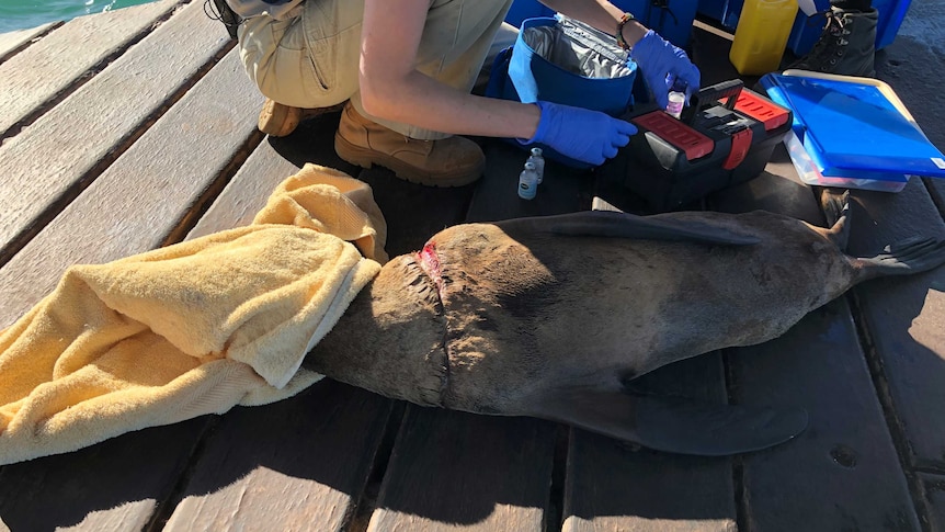 Veterinarian works on a seal that has fishing line around its neck.