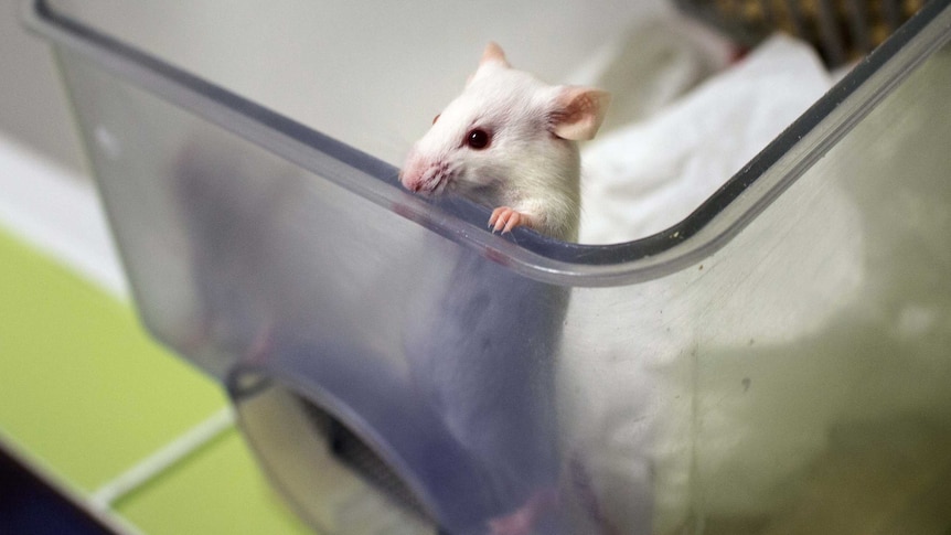 Mouse used for animal testing in France
