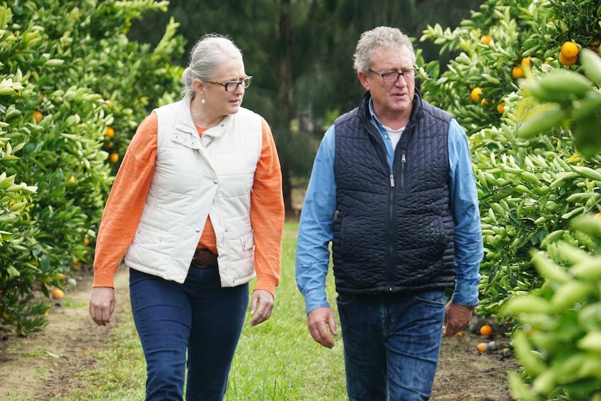 Two mature people walk through their citrus orchard, surrounded by orange trees.