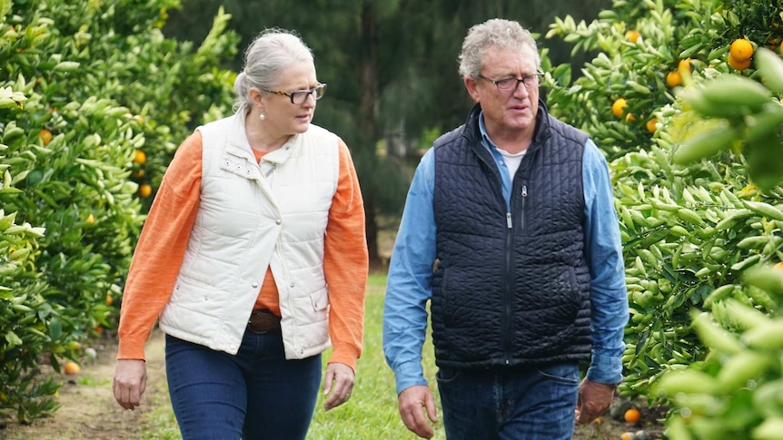 Sue Middleton and Michael Brennan walk through their citrus orchard, surrounded by orange trees.