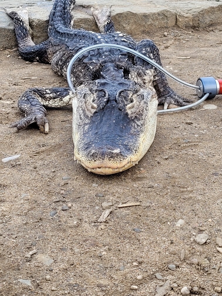 An alligator with a metal loop aroudn its neck rests its head on a patch of dirt.