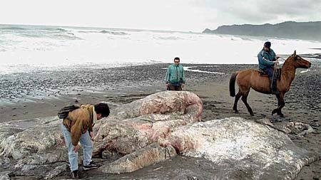 Chilean scientists examine the blob on a beach near Puerto Montt city.