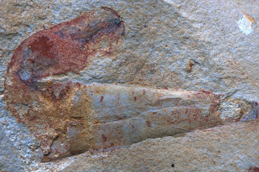 Fossil showing the penis worm Eximipriapulus inhabiting a hyolith shell
