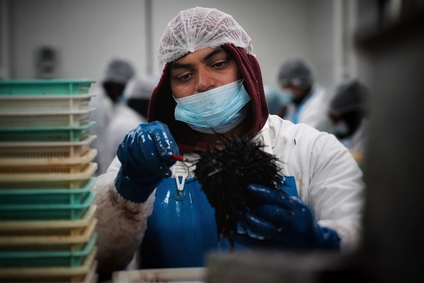 A worker at RTS Pauaco spoons roe from a sea urchin.