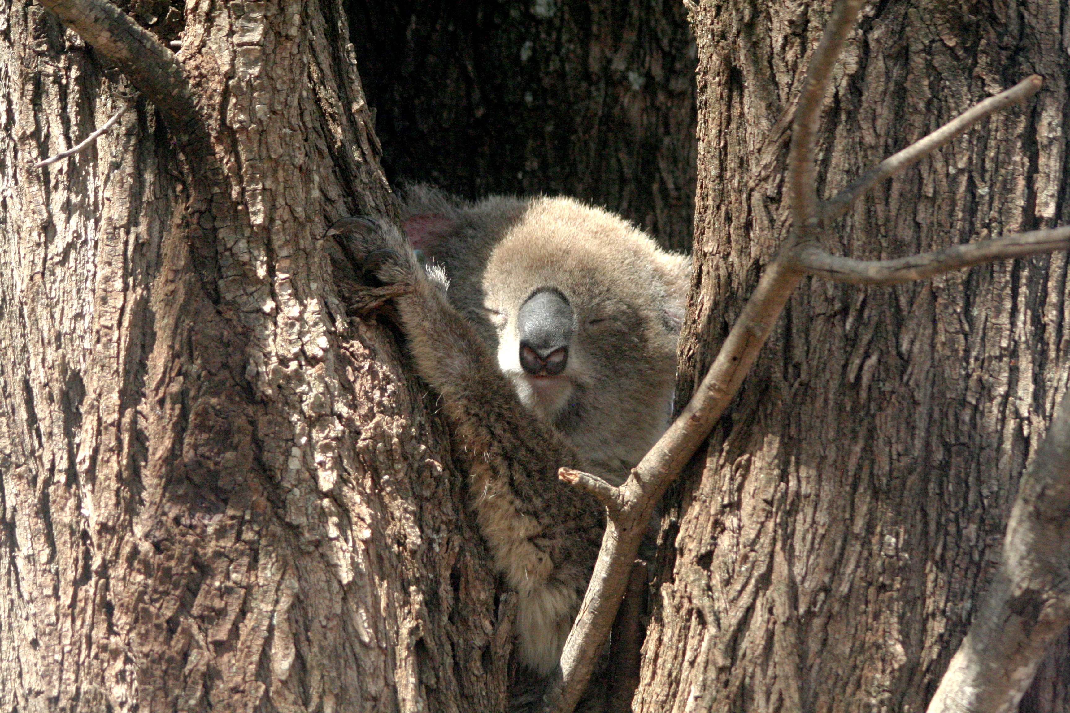 Hotspots reveal temperature danger zone for koala survival
