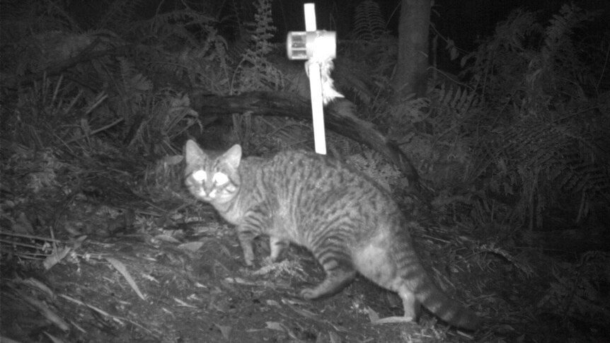 Feral cat at night