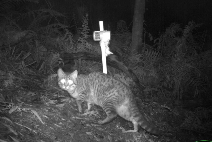 Feral cat at night