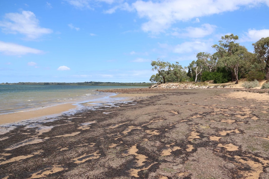 The beach at Crib Point Victoria.