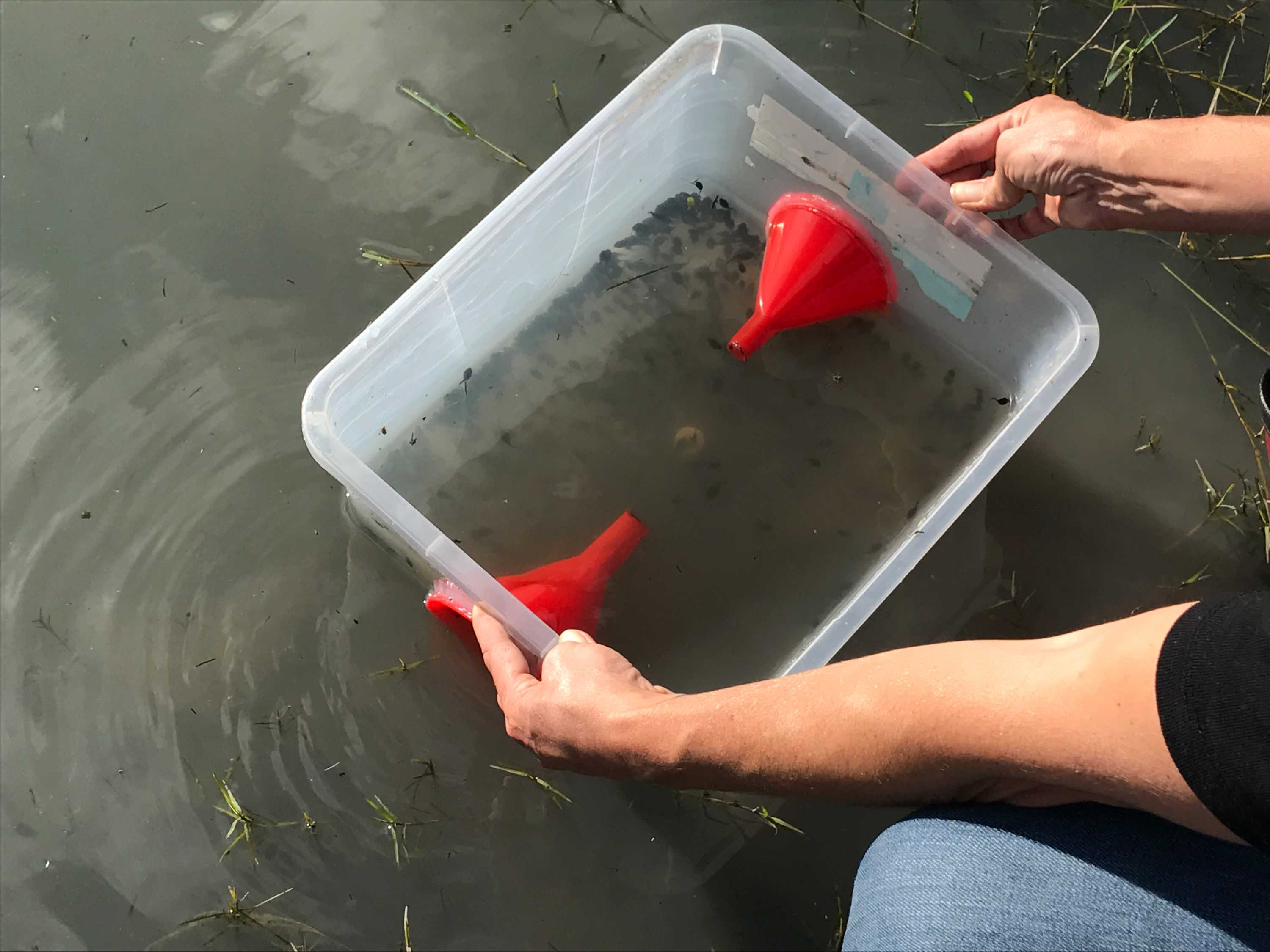 Tadpoles swim in the test tadpole trap on the Campbell's property near Monto, QLD.