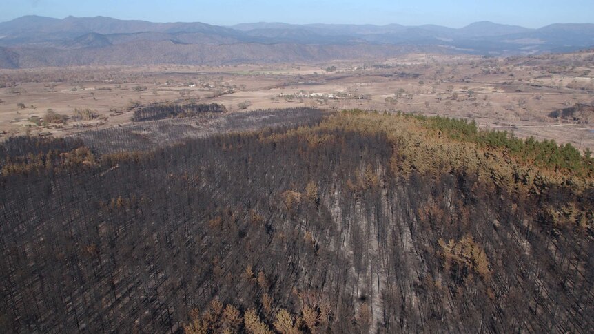 Burnt pine forest looking towards Coppins Crossing.