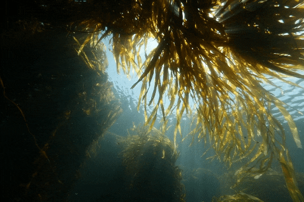 Video of dappled sunlight shining through giant underwater kelp forest