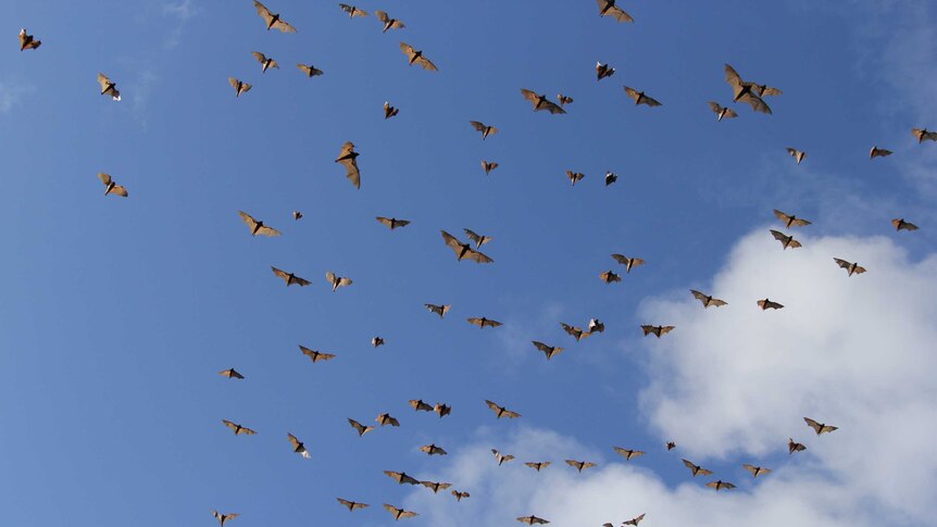 flying foxes pictured against blue sky and clouds
