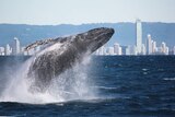 A humpback whale breaches of the Gold Coast.